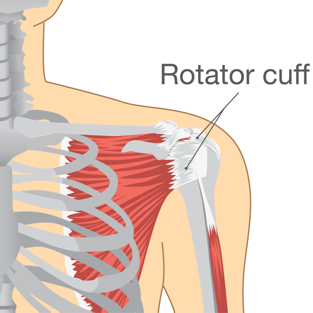 exercises after rotator cuff repair